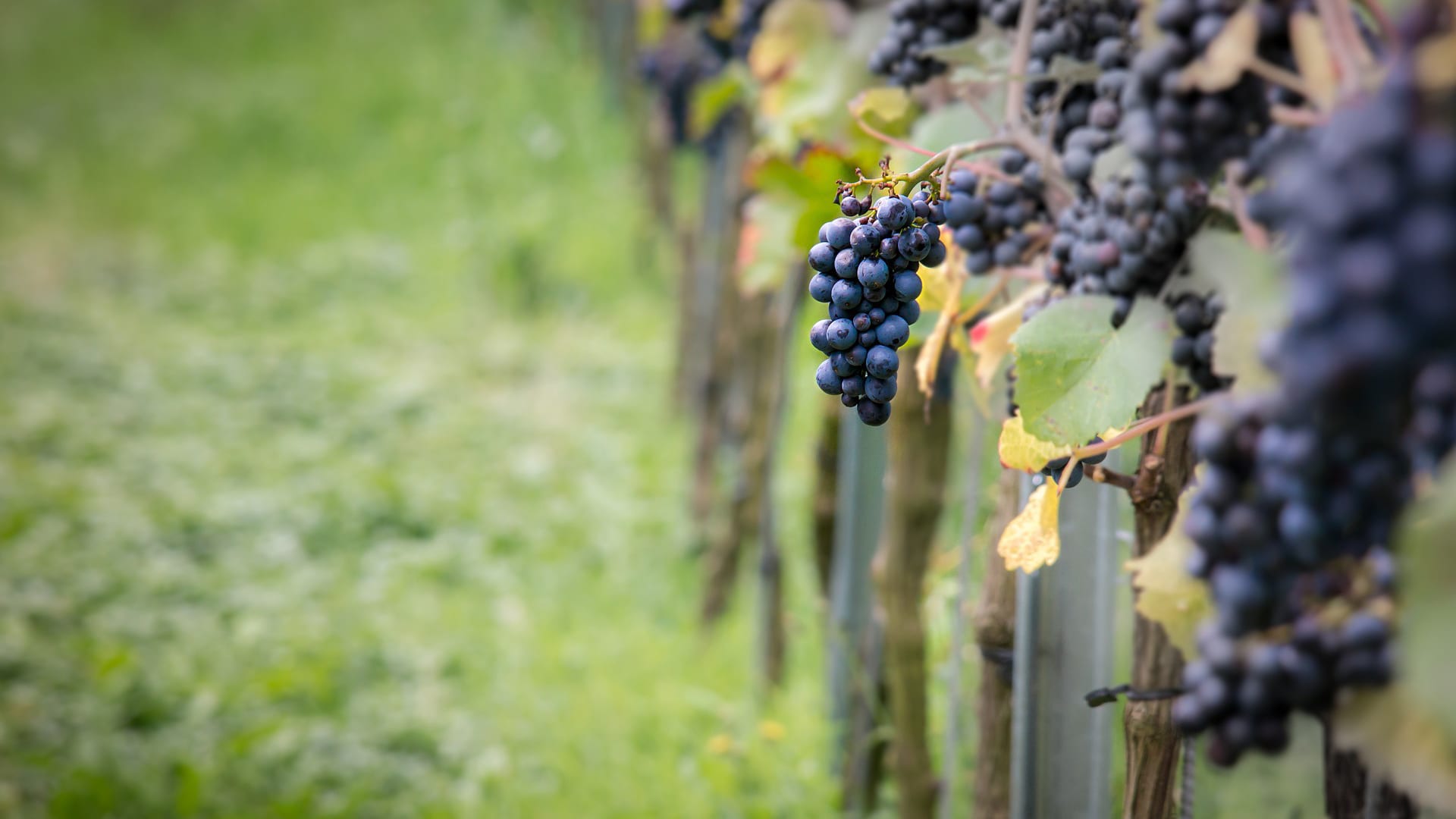 closeup of dark purple gamay grapes for gamay noir wine hanging in a green vineyard