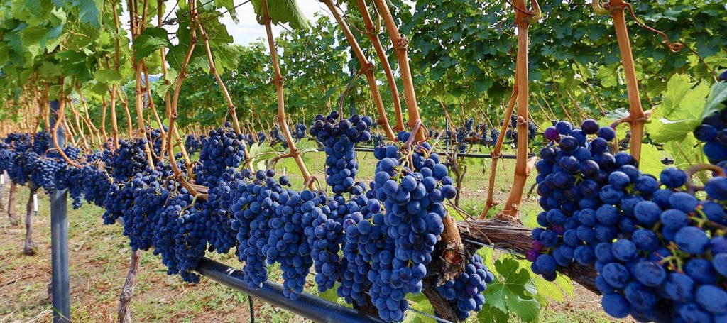 heaven's gate winery okanagan vineyard experience closeup of dark purple merlot grapes on the vine