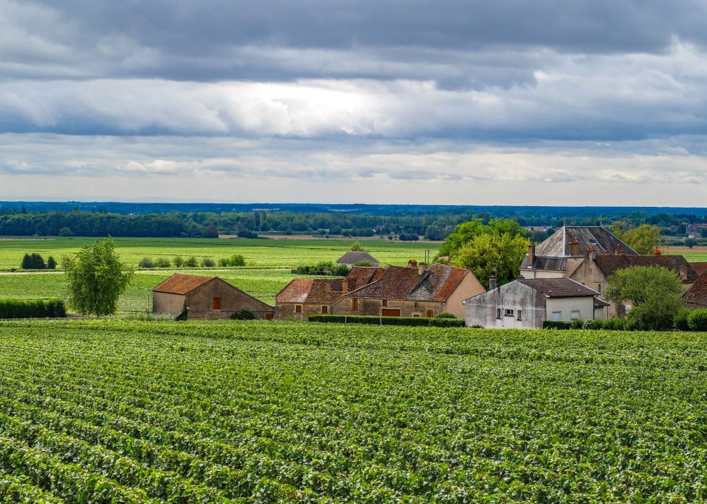 Lush green vineyards in the Beaujolais region of France where Gamay grapes are most prominently grown