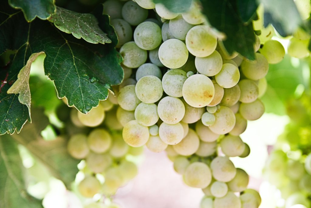 A bunch of green Viognier grapes hanging on a vine.